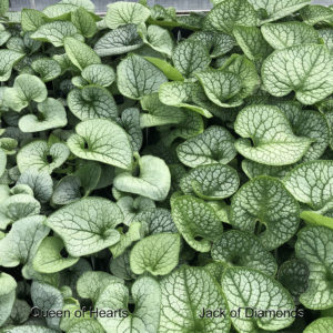 BRUNNERA QUEEN OF HEARTS HEARTLEAF BRUNNERA