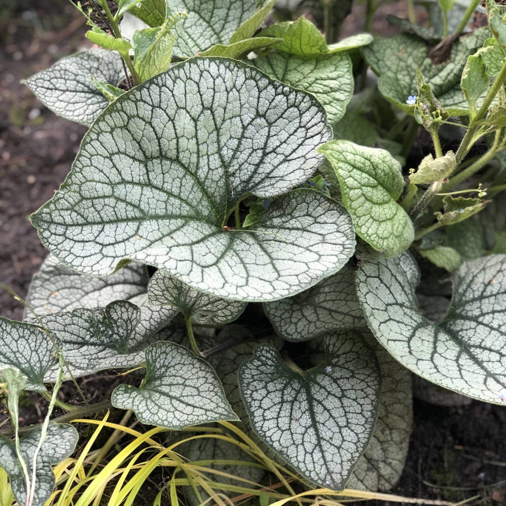BRUNNERA QUEEN OF HEARTS HEARTLEAF BRUNNERA