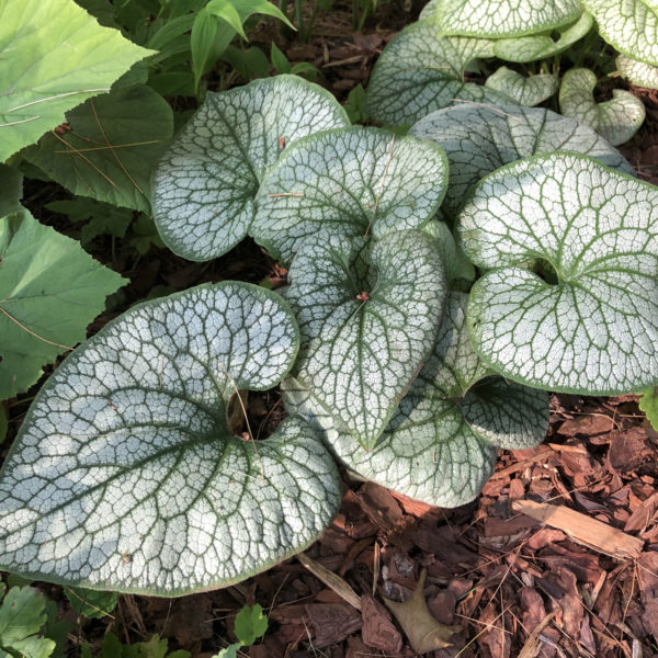 BRUNNERA QUEEN OF HEARTS HEARTLEAF BRUNNERA