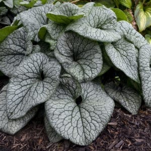 BRUNNERA QUEEN OF HEARTS HEARTLEAF BRUNNERA