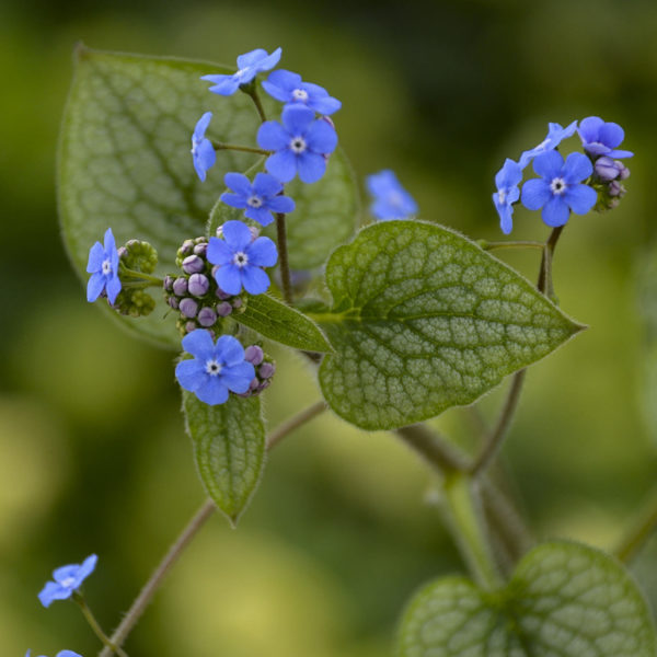 BRUNNERA QUEEN OF HEARTS HEARTLEAF BRUNNERA