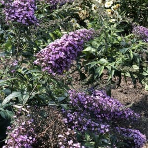 BUDDLEIA GRAND CASCADE BUTTERFLY BUSH