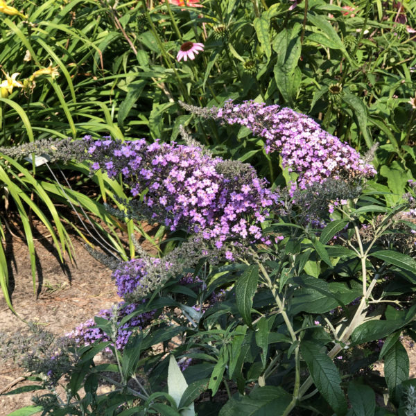 BUDDLEIA GRAND CASCADE BUTTERFLY BUSH