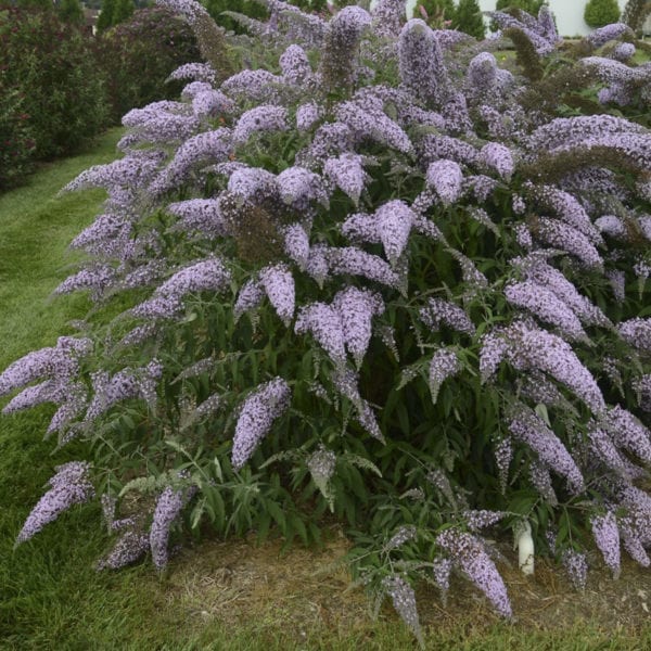 BUDDLEIA GRAND CASCADE BUTTERFLY BUSH