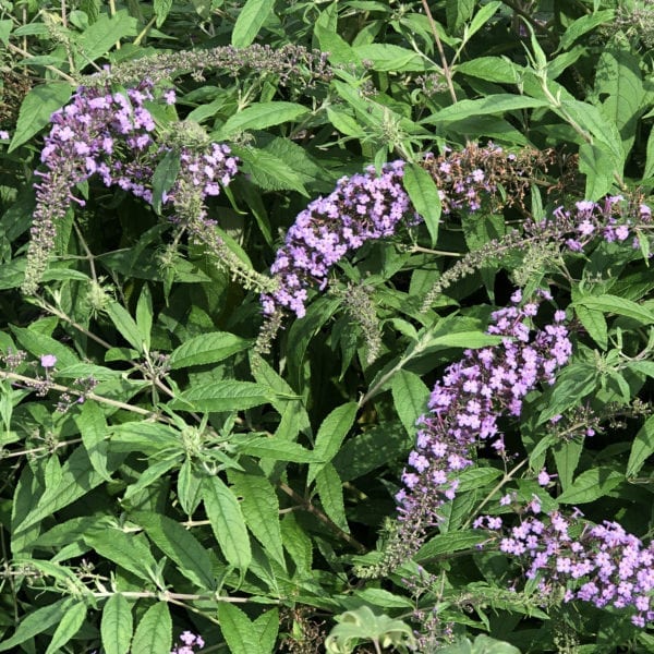 BUDDLEIA LAVENDER CASCADE BUTTERFLY BUSH