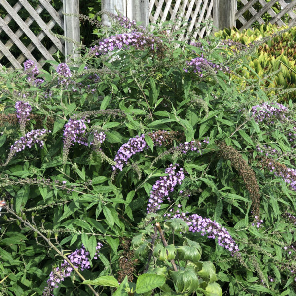 BUDDLEIA LAVENDER CASCADE BUTTERFLY BUSH