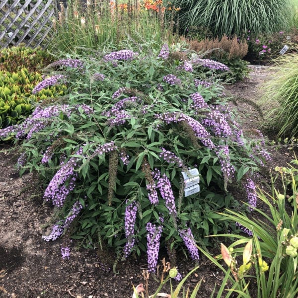 BUDDLEIA LAVENDER CASCADE BUTTERFLY BUSH