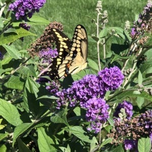 BUDDLEIA LO AND BEHOLD BLUE CHIP BUTTERFLY BUSH