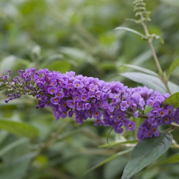 BUDDLEIA LO AND BEHOLD BLUE CHIP BUTTERFLY BUSH