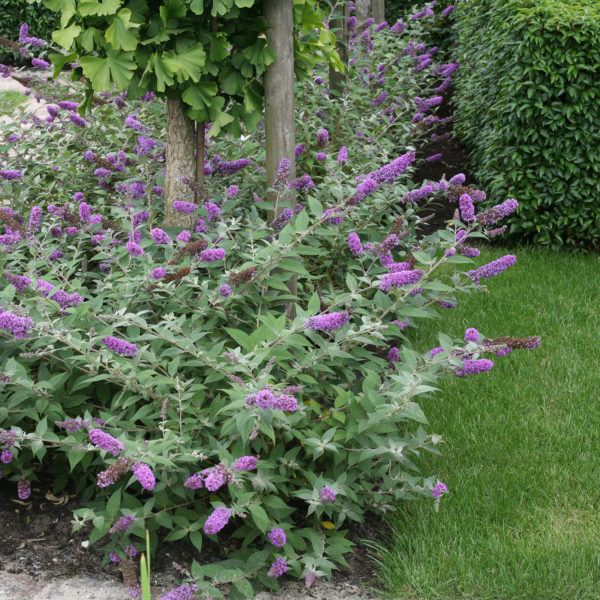 BUDDLEIA LO AND BEHOLD BLUE CHIP BUTTERFLY BUSH