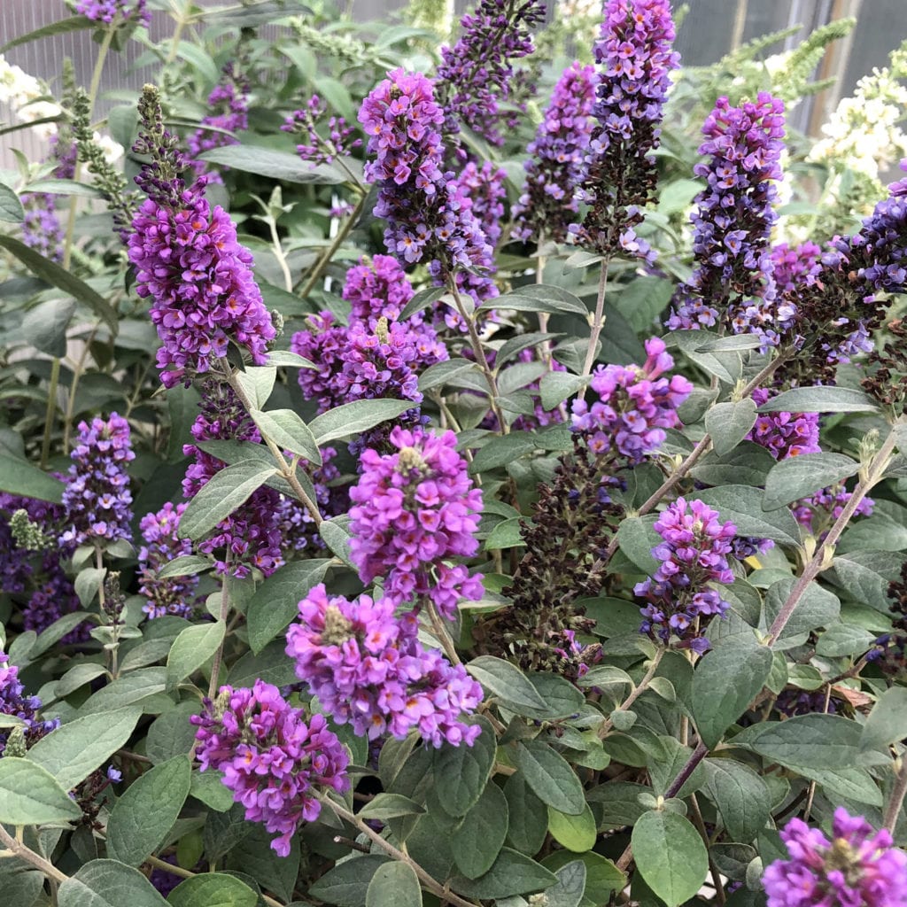 BUDDLEIA LO AND BEHOLD BLUE CHIP JR BUTTERFLY BUSH