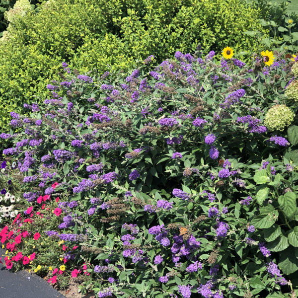 BUDDLEIA LO AND BEHOLD BLUE CHIP JR BUTTERFLY BUSH