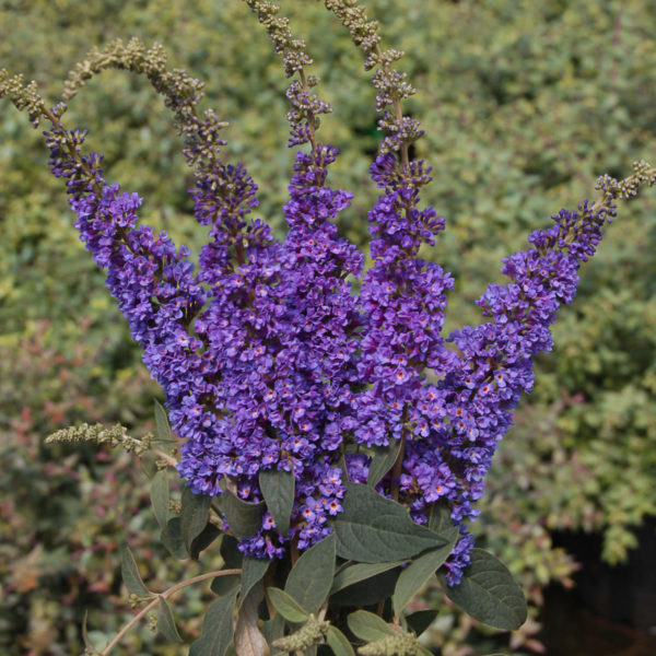 BUDDLEIA LO AND BEHOLD BLUE CHIP JR BUTTERFLY BUSH