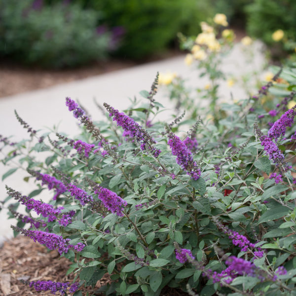 BUDDLEIA LO AND BEHOLD BLUE CHIP JR BUTTERFLY BUSH