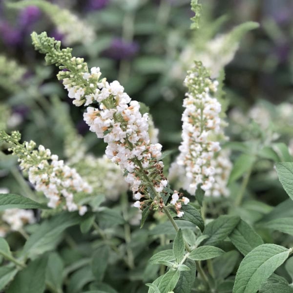 BUDDLEIA LO AND BEHOLD ICE CHIP BUTTERFLY BUSH