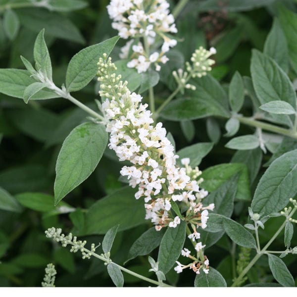 BUDDLEIA LO AND BEHOLD ICE CHIP BUTTERFLY BUSH