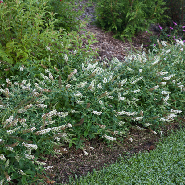 BUDDLEIA LO AND BEHOLD ICE CHIP BUTTERFLY BUSH