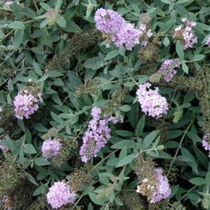 BUDDLEIA LO AND BEHOLD LILAC CHIP BUTTERFLY BUSH