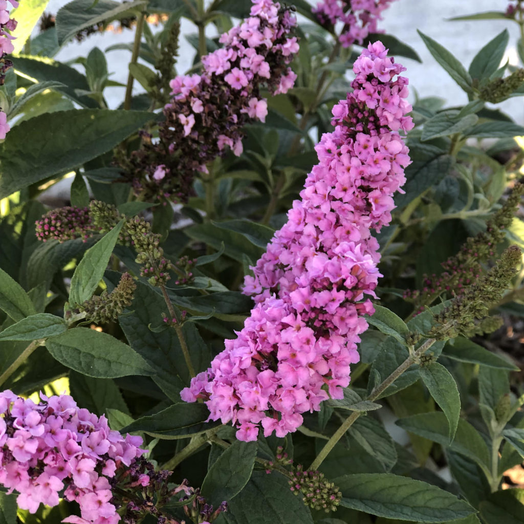 BUDDLEIA LO AND BEHOLD PINK MICRO CHIP BUTTERFLY BUSH