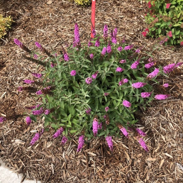 BUDDLEIA LO AND BEHOLD PINK MICRO CHIP BUTTERFLY BUSH