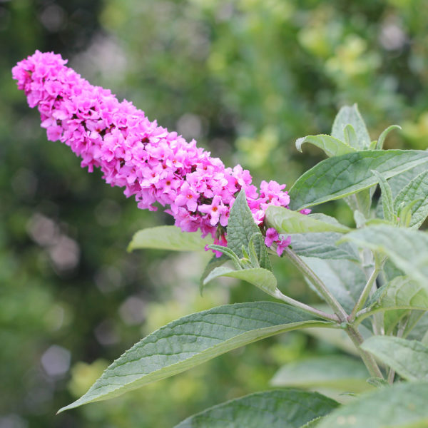 BUDDLEIA LO AND BEHOLD PINK MICRO CHIP BUTTERFLY BUSH