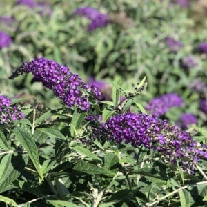 BUDDLEIA LO AND BEHOLD PURPLE HAZE BUTTERFLY BUSH