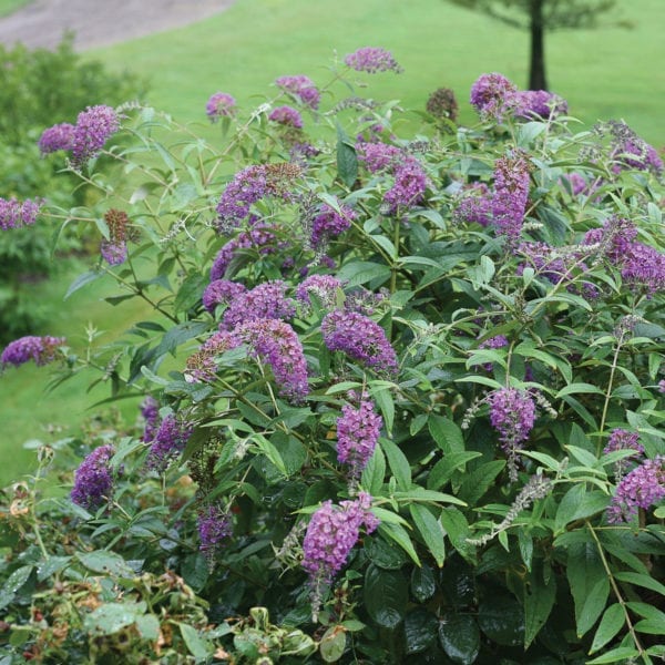 BUDDLEIA LO AND BEHOLD PURPLE HAZE BUTTERFLY BUSH