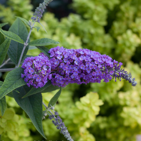 BUDDLEIA LO AND BEHOLD PURPLE HAZE BUTTERFLY BUSH