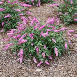 BUDDLEIA LO AND BEHOLD RUBY CHIP BUTTERFLY BUSH