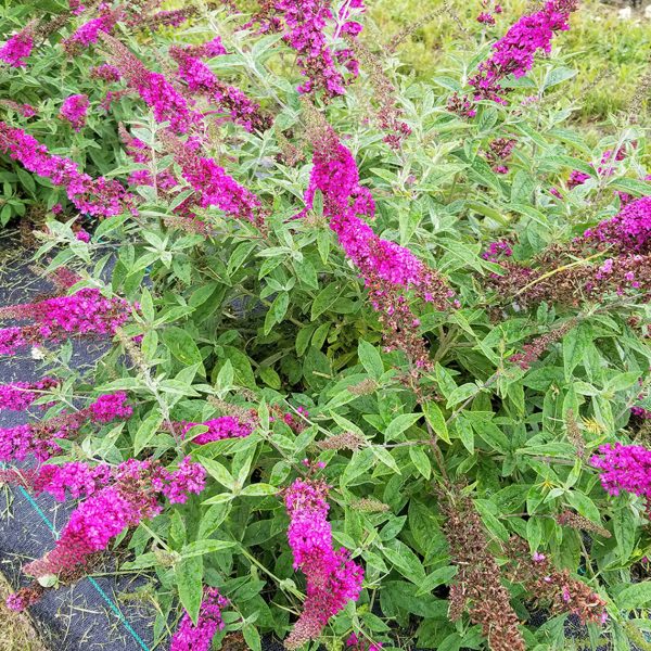 BUDDLEIA LO AND BEHOLD RUBY CHIP BUTTERFLY BUSH