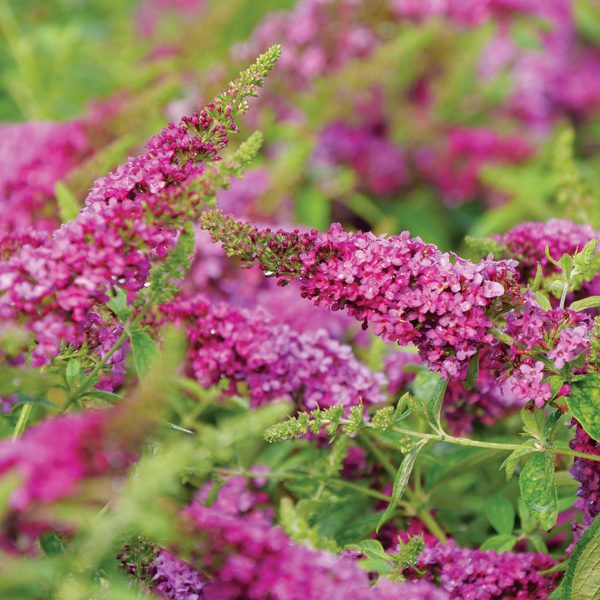 BUDDLEIA LO AND BEHOLD RUBY CHIP BUTTERFLY BUSH