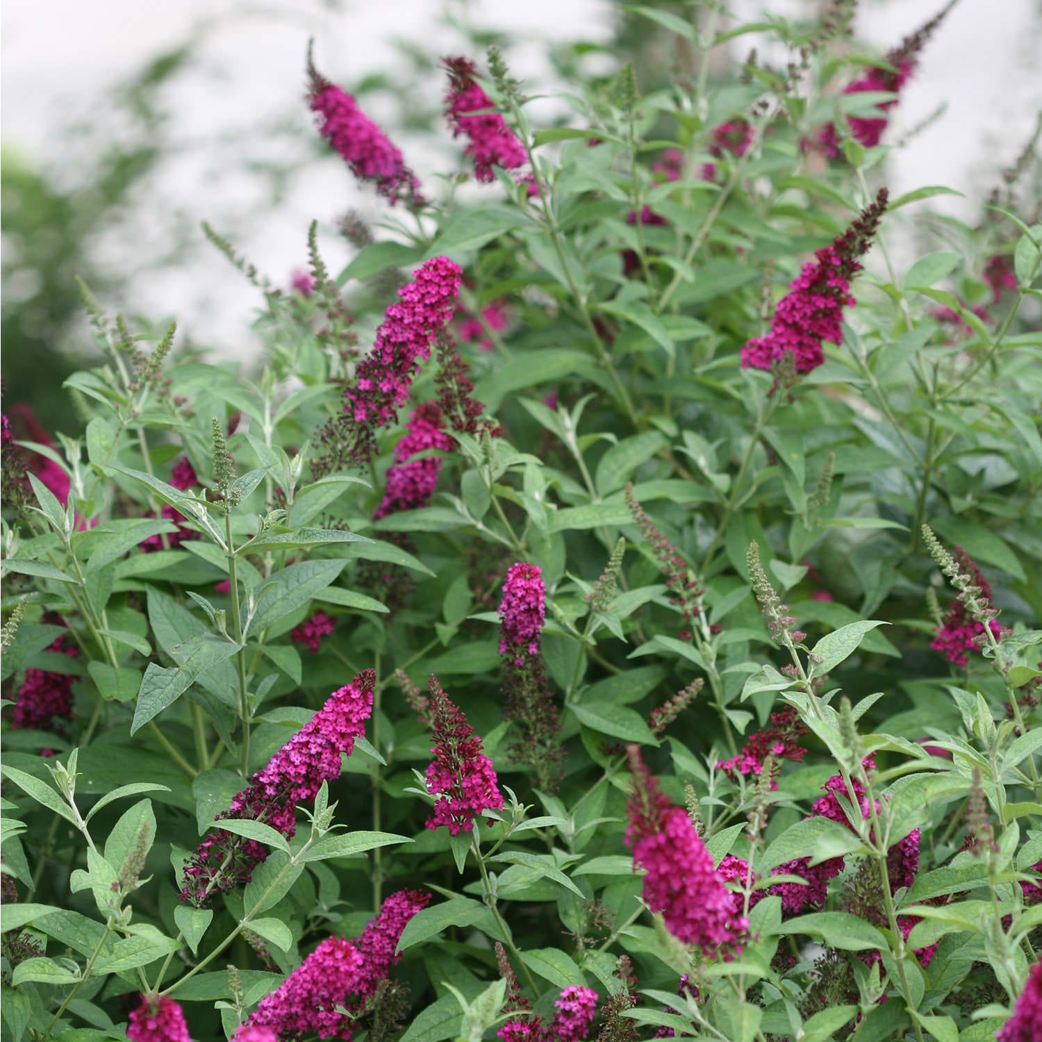 Image of Buddleia Miss Molly field of flowers