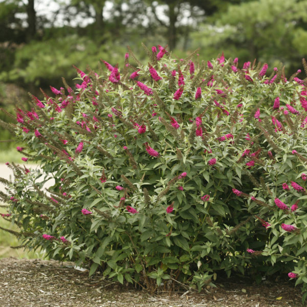 BUDDLEIA MISS MOLLY BUTTERFLY BUSH