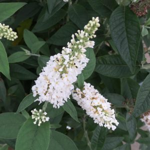 BUDDLEIA MISS PEARL BUTTERFLY BUSH