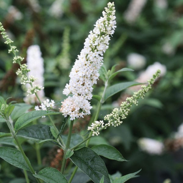 BUDDLEIA MISS PEARL BUTTERFLY BUSH