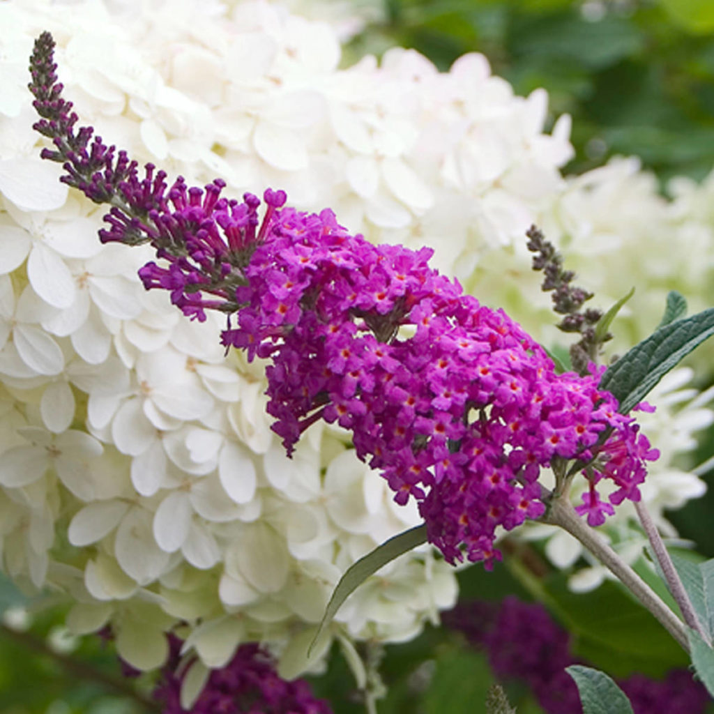 BUDDLEIA MISS RUBY BUTTERFLY BUSH