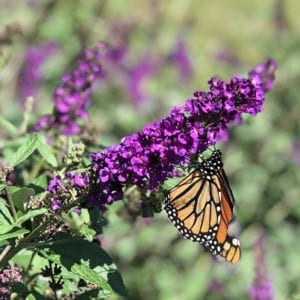 BUDDLEIA MISS VIOLET BUTTERFLY BUSH