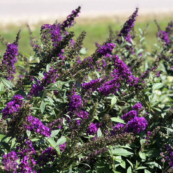 BUDDLEIA MISS VIOLET BUTTERFLY BUSH