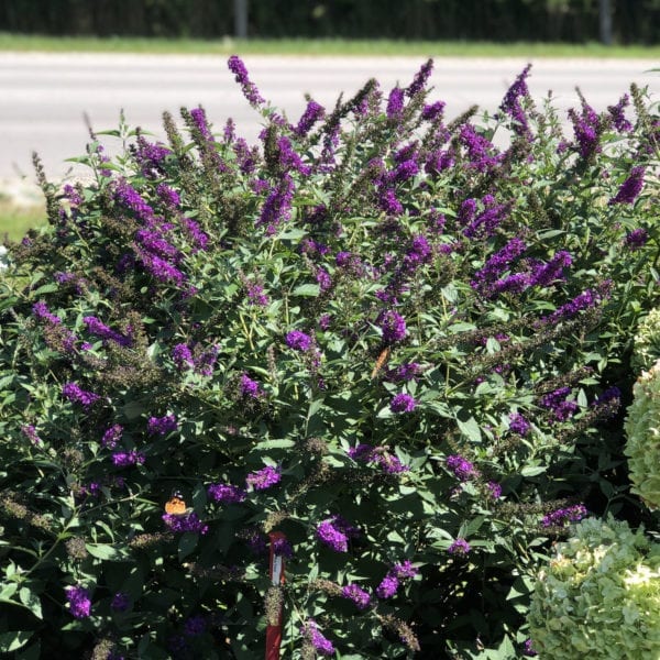 BUDDLEIA MISS VIOLET BUTTERFLY BUSH