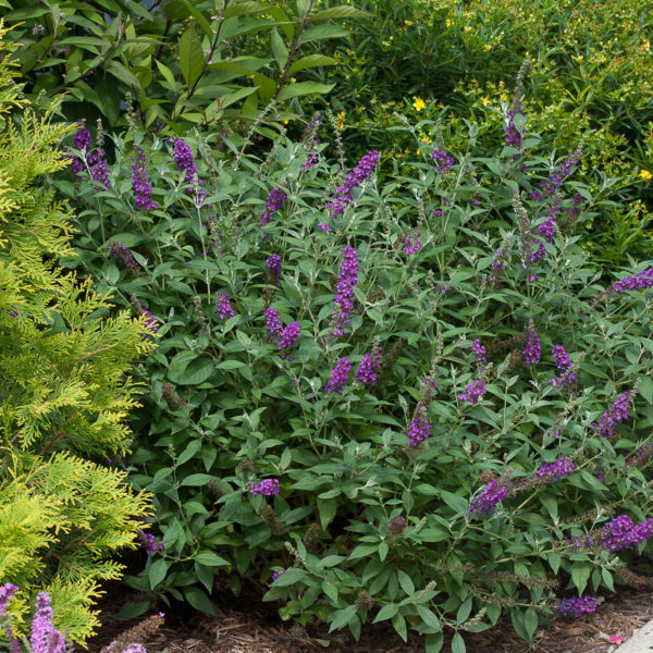 BUDDLEIA MISS VIOLET BUTTERFLY BUSH