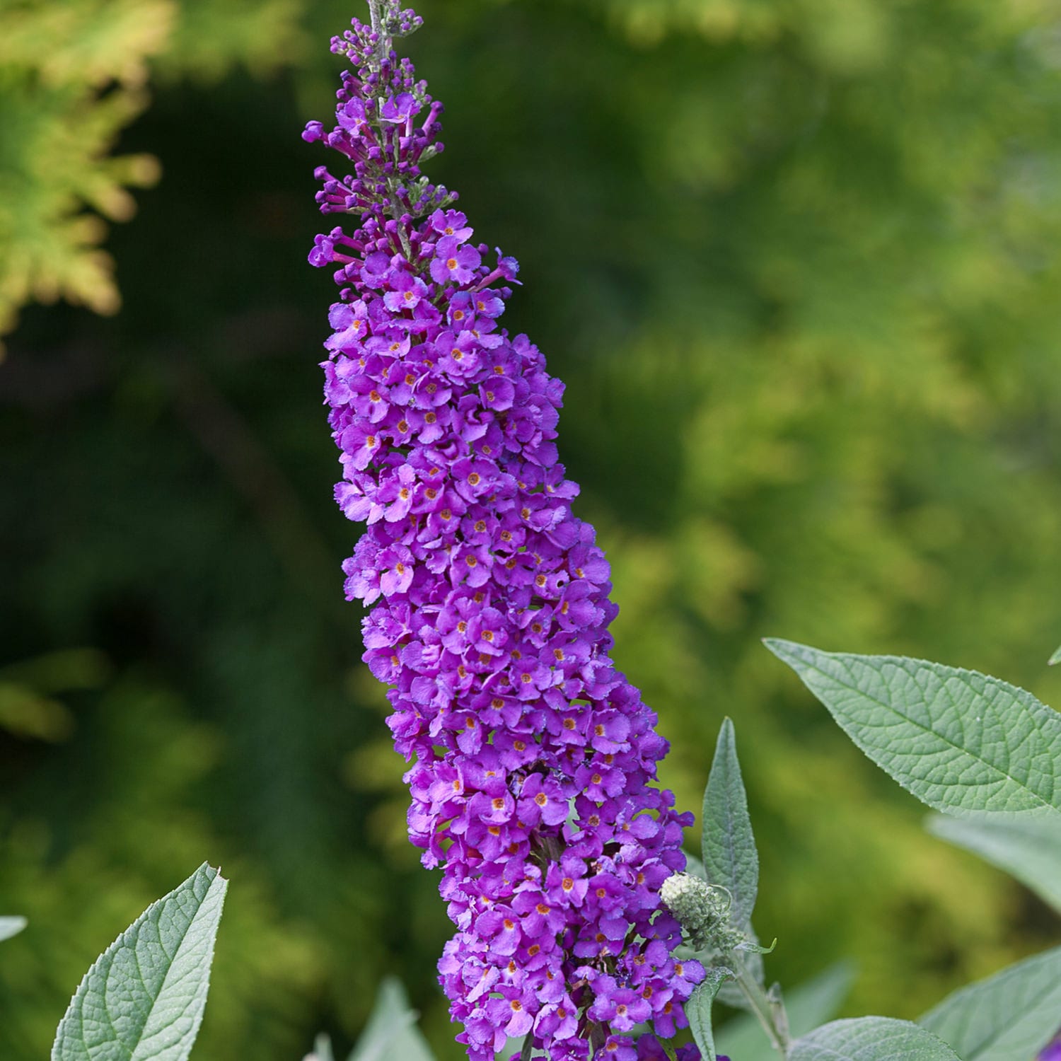 Photo Courtesy of Proven Winners ®. BUDDLEIA MISS VIOLET BUTTERFLY BUSH. 