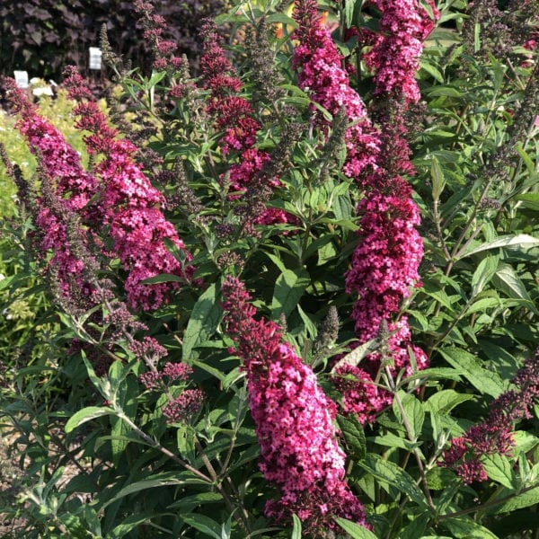 BUDDLEIA MONARCH PRINCE CHARMING BUTTERFLY BUSH