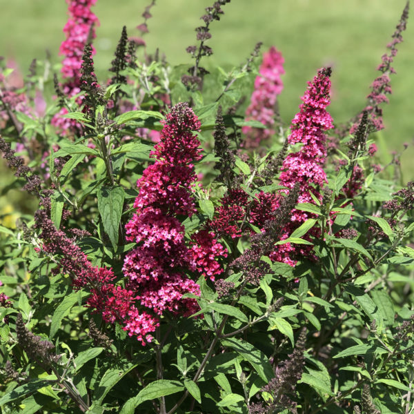 BUDDLEIA MONARCH PRINCE CHARMING BUTTERFLY BUSH