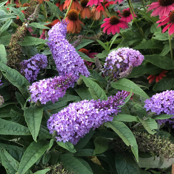 BUDDLEIA PUGSTER AMETHYST BUTTERFLY BUSH