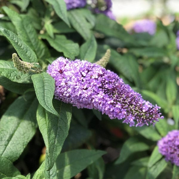 BUDDLEIA PUGSTER AMETHYST BUTTERFLY BUSH