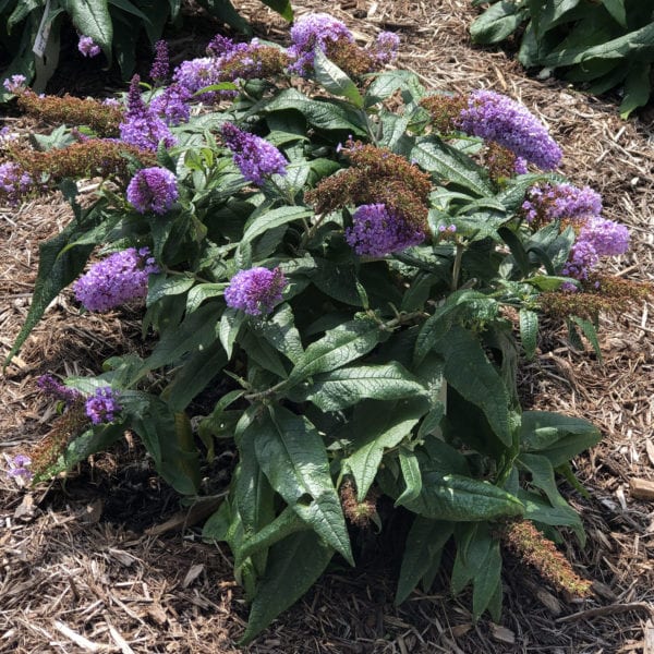 BUDDLEIA PUGSTER AMETHYST BUTTERFLY BUSH