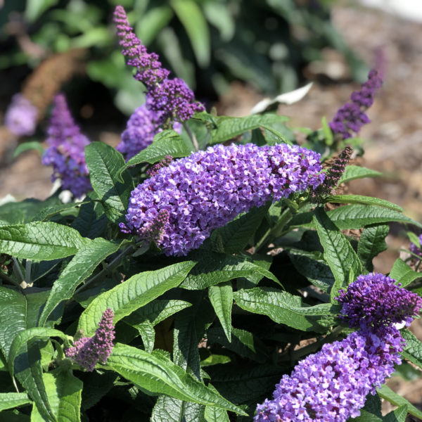 BUDDLEIA PUGSTER AMETHYST BUTTERFLY BUSH