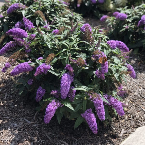 BUDDLEIA PUGSTER AMETHYST BUTTERFLY BUSH