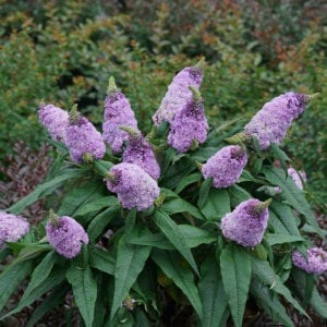 Butterfly Bush - Buddleia