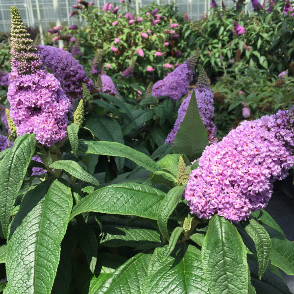 BUDDLEIA PUGSTER AMETHYST BUTTERFLY BUSH